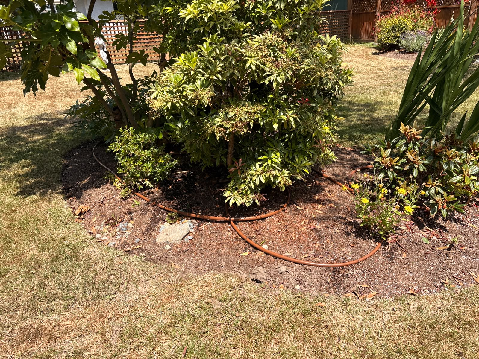 photo of hedges with newly installed 30psi drip irrigation